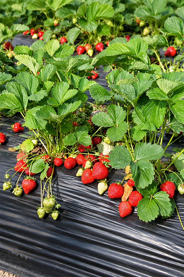 Strawberry - Fragaria - Ananassa