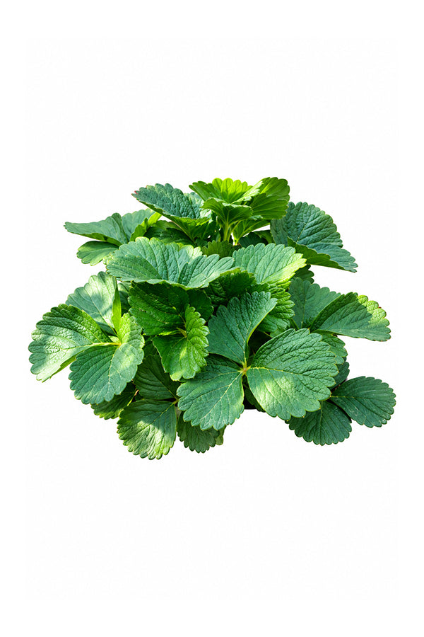 Strawberry - Fragaria - Ananassa