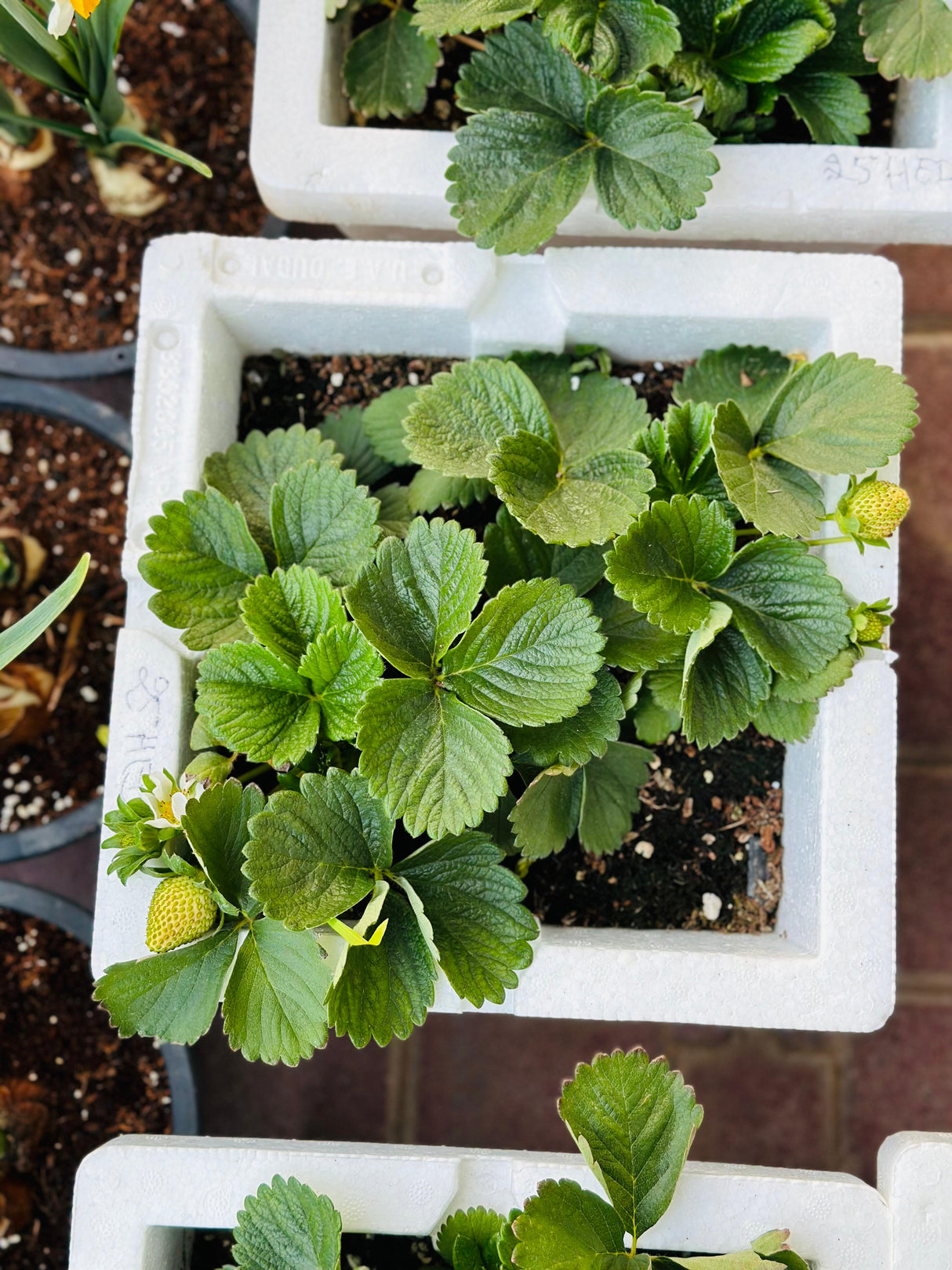 Strawberry - Fragaria - Ananassa