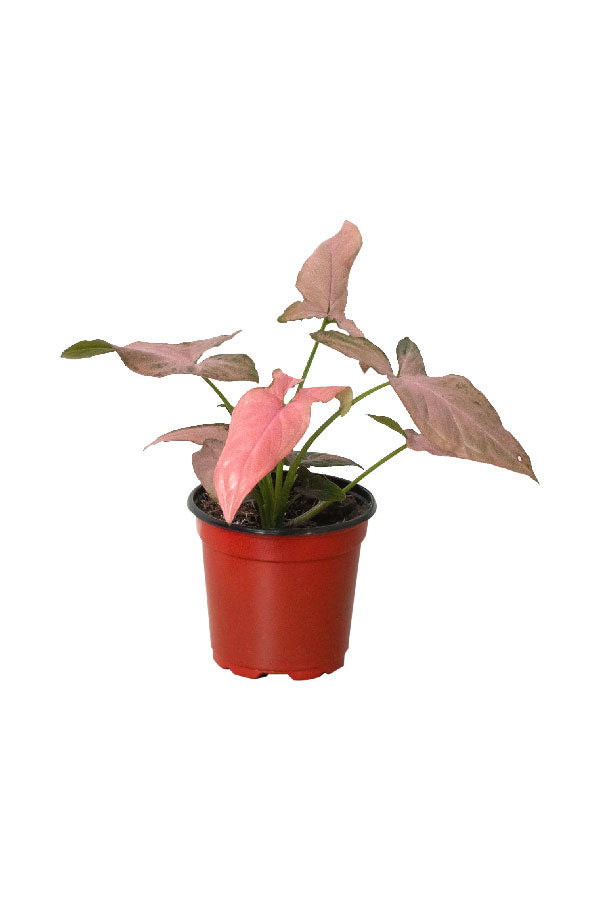 Syngonium Pink Splash - Arrowhead Plant