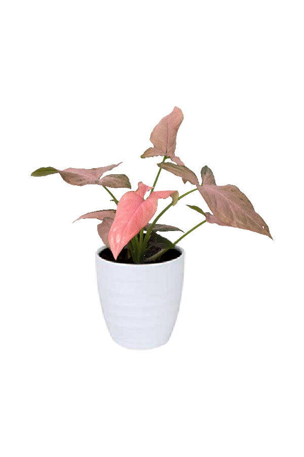 Syngonium Pink Splash – Arrowhead Plant with soft pink and green arrow-shaped leaves in decorative indoor pot