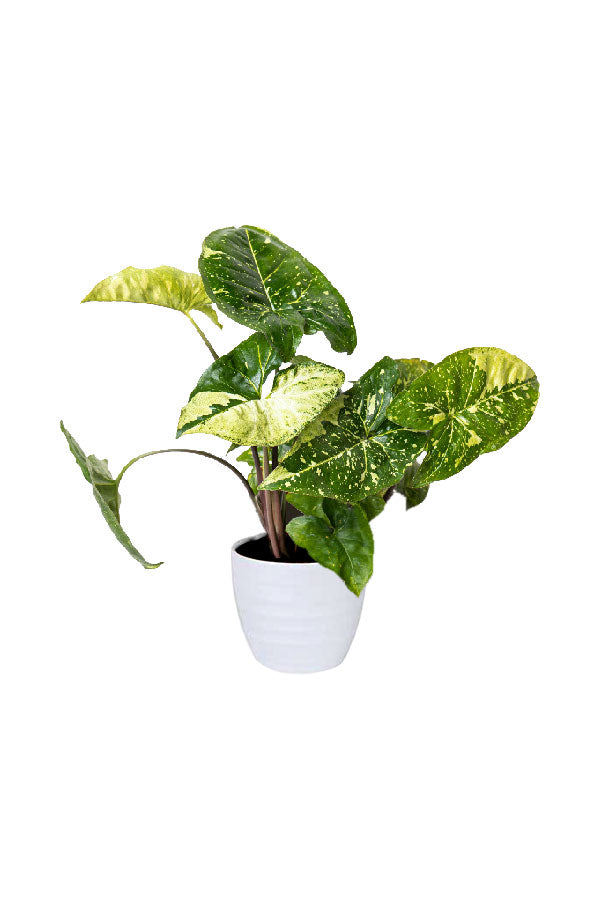 Syngonium Panda Galaxy plant with white and green speckled variegated arrowhead leaves in a ceramic pot
