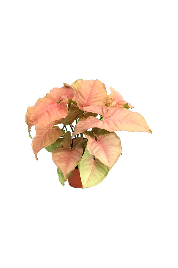 Syngonium Neon Pink - Indoor Plant