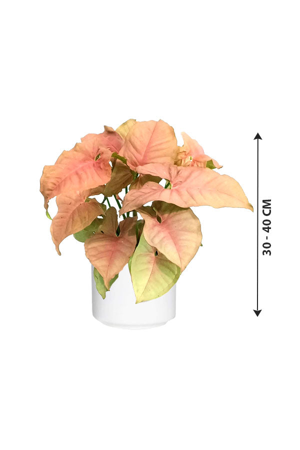 Syngonium Neon Pink - Indoor Plant