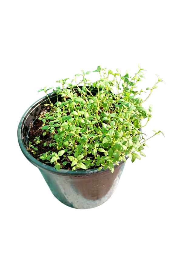 Thyme - Thymus Vulgaris Outdoor Herb Plant with Fresh Green Leaves in a Garden