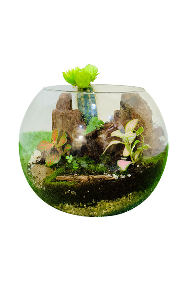 Tranquil Terrariums - Elegant terrarium with succulents, moss, and stones by Plantsworld.ae