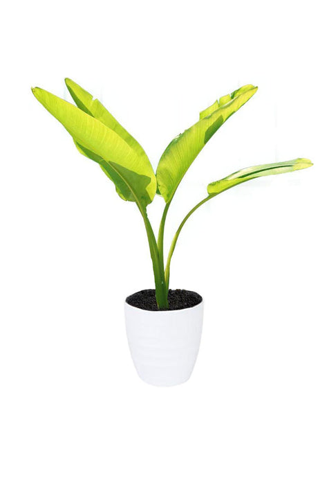 Travelers Palm Ravenala Madagascariensis Tall Plant in pot - Tropical indoor plant