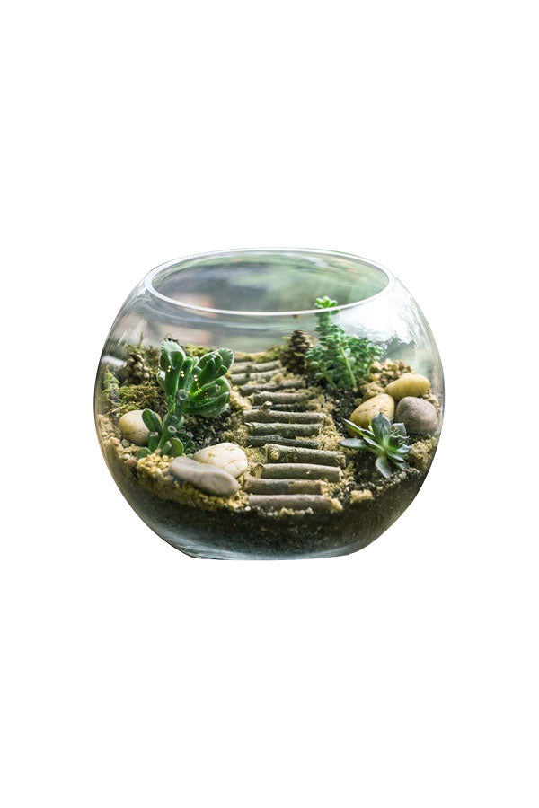 Urban Jungle Bowls - Stylish terrarium with succulents and moss in a modern bowl by Plantsworld.ae