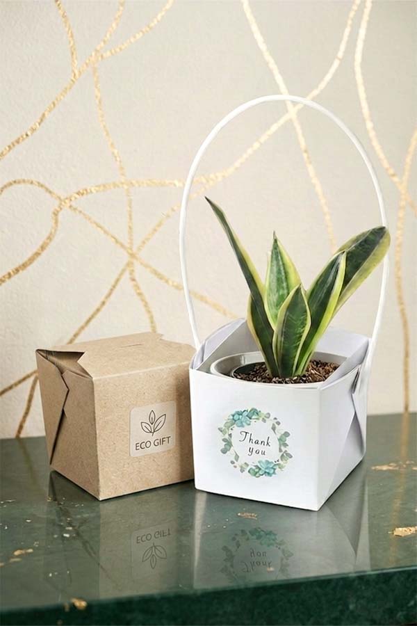 Modern Snake Plant Gift Pot