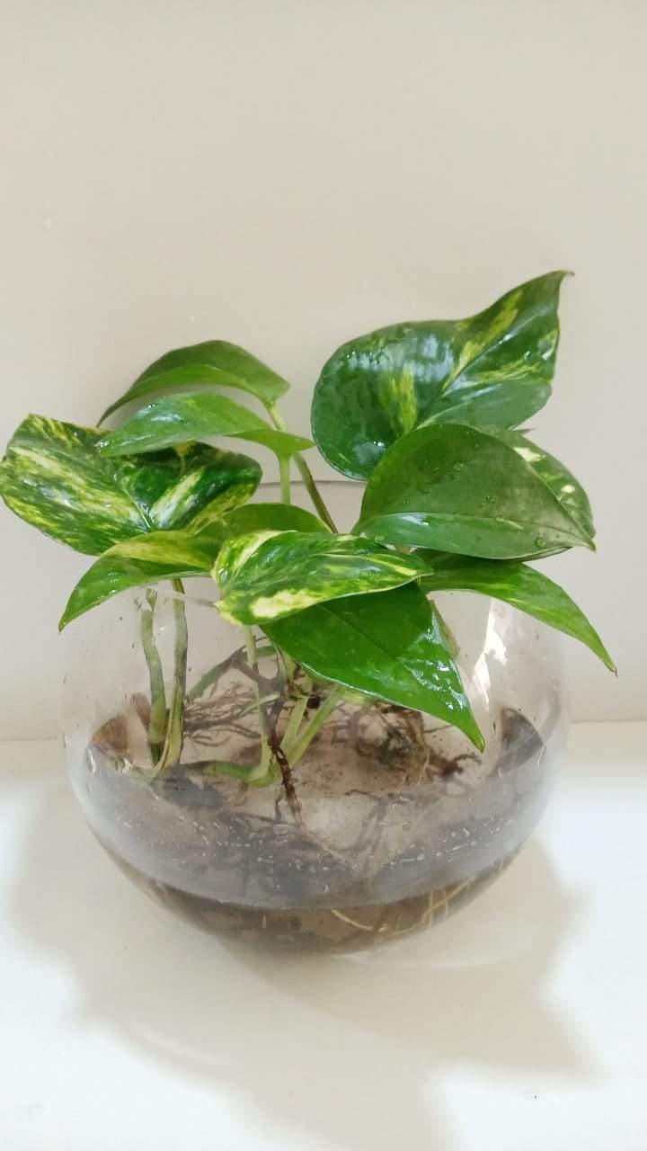 Money Plant In Glass Bowl - Money Plant In Glass Bowl - Plantsworld.ae