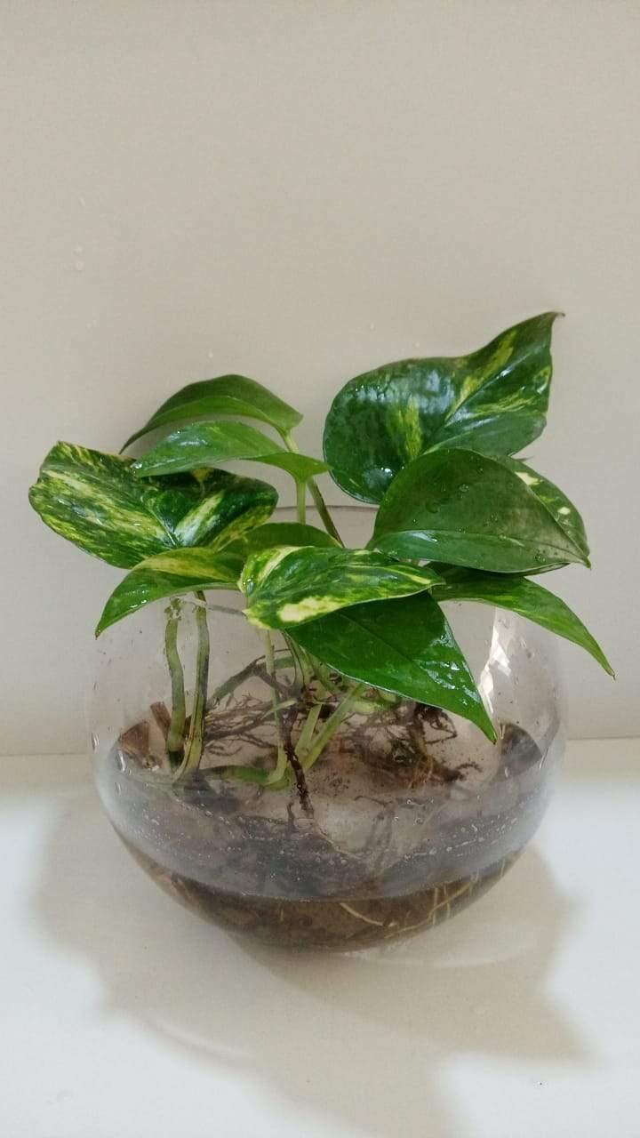 Money Plant In Glass Bowl - Money Plant In Glass Bowl - Plantsworld.ae
