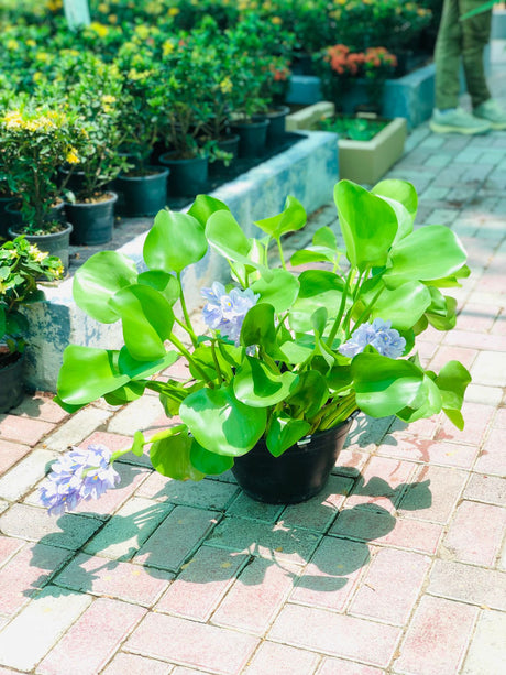 Water Hyacinth (Eichhornia Crassipes) floating on water with vibrant purple flowers and green foliage