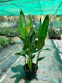 Heliconia Psittacorum water plant with vibrant tropical flowers and lush green foliage in a garden setting