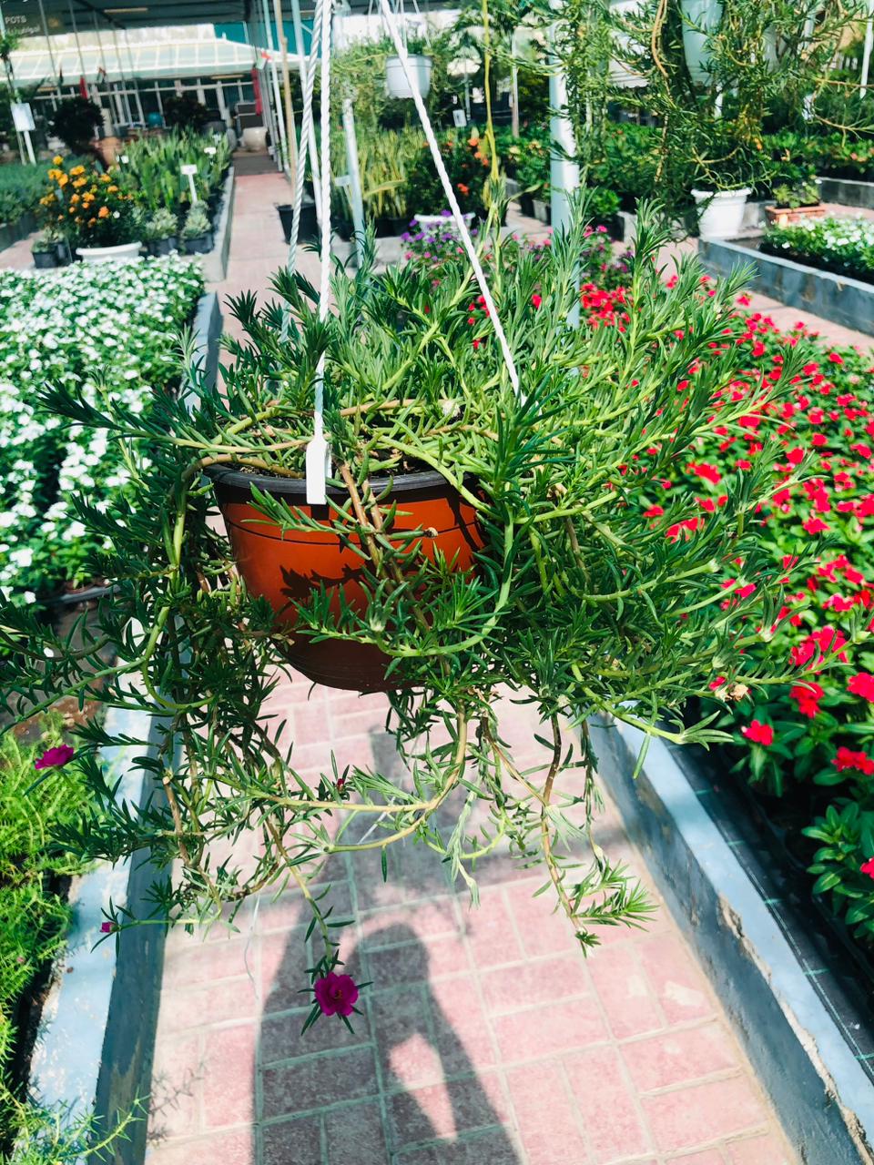 Portulaca Hanging Plant – Colorful Trailing Blooms