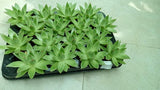 Mini Succulents Combo - Indoor Plant (Set of 9)