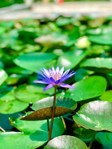 Water Lily (Nymphaeaceae) floating on pond water with vibrant flowers and lush green foliage