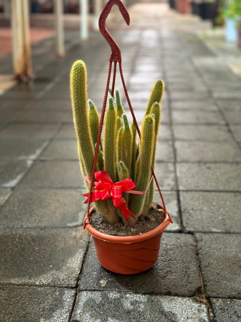 Hanging Cactus - Rhipsalis baccifera