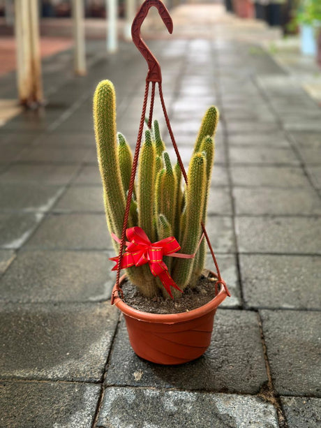 Hanging Cactus - Rhipsalis baccifera