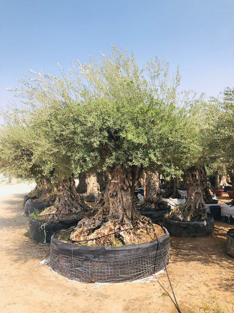 Olea Europa Tarrina/Thick Trunk -  Caliper 2 Meters