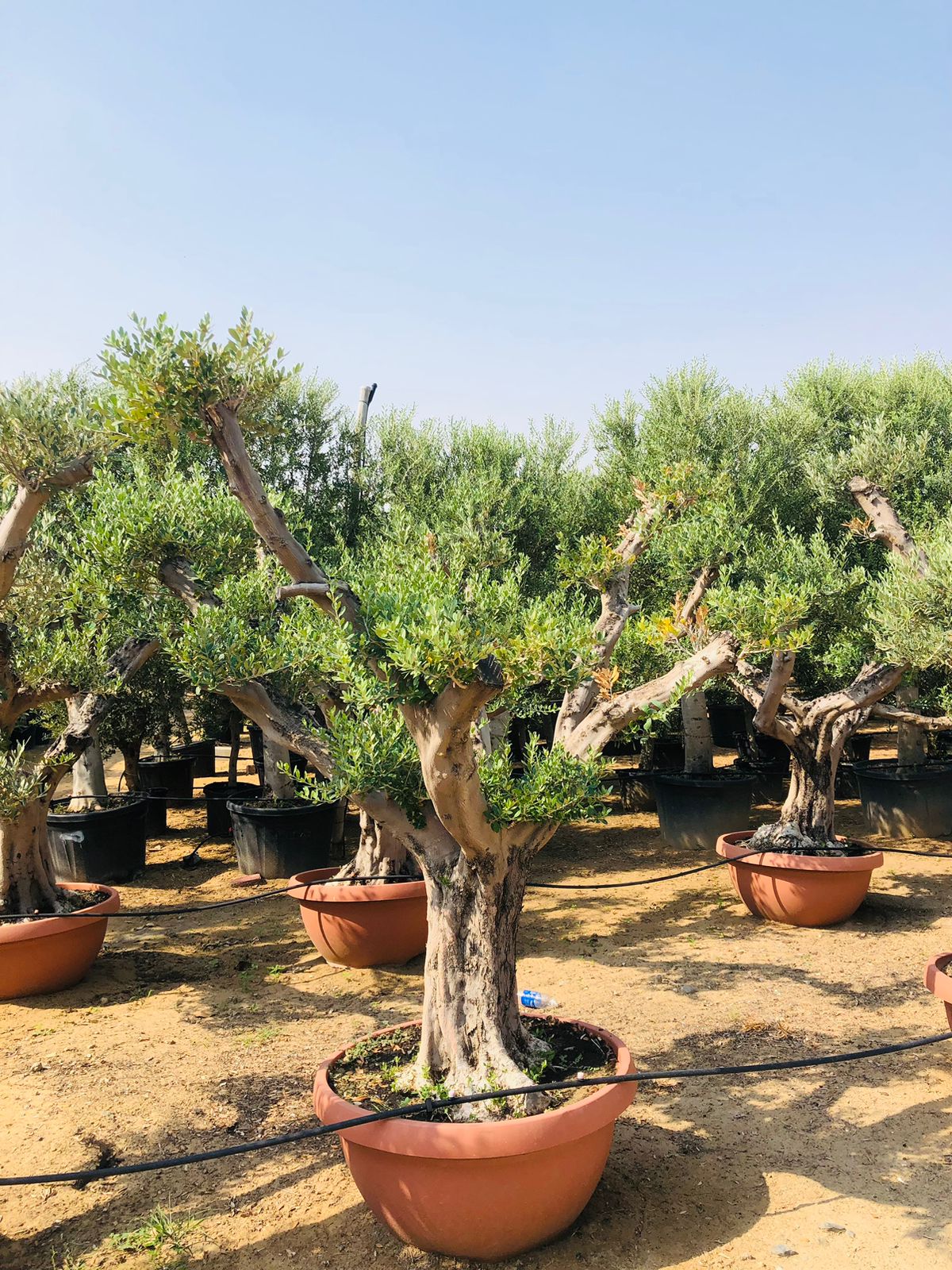 Olea Europa Tarrina/Thick Trunk -  Caliper 40-50cm