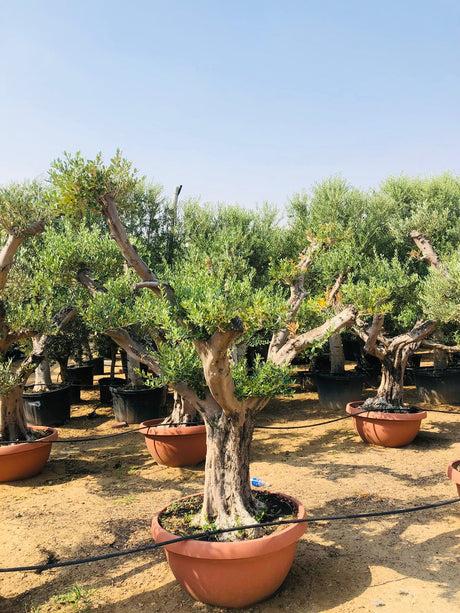Olea Europa Tarrina/Thick Trunk -  Caliper 40-50cm