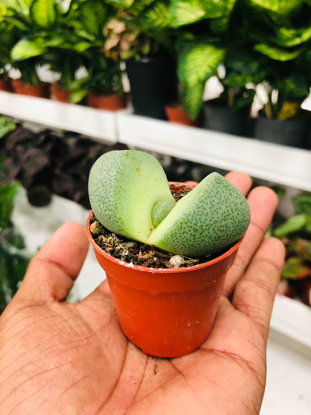 Pleiospilos Nelii - Mini - Stunning Miniature Succulent Plant