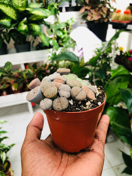 Lithops - Living Stones - Unique Succulent Plant