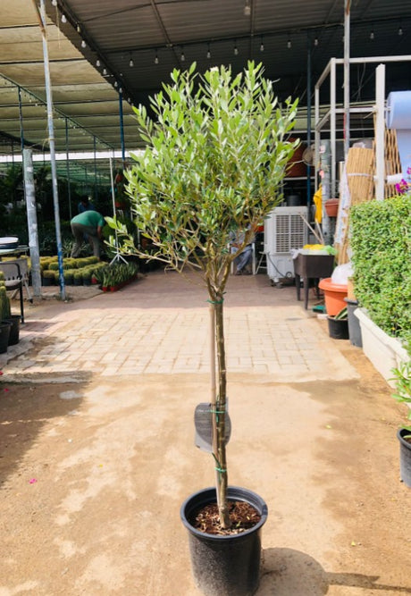Olive Tree - Olea Europaea | Mediterranean Plant for Indoor and Outdoor Spaces