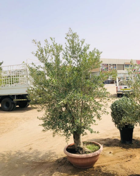 Olea Europa Tarrina Thick Trunk - Caliper 45-50cm - Premium Olive Tree for Sale at PlantsWorld.ae