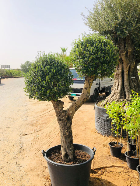 Olea Europa Olive Tree - Thick Trunk - Caliper 55-60cm