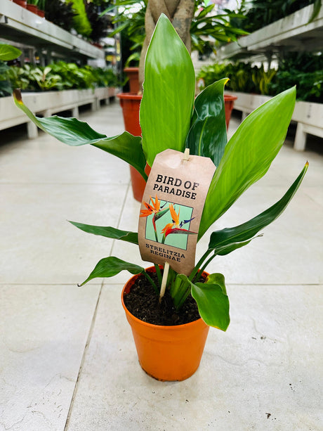 Bird of Paradise - Mini - Elegant Miniature Plant