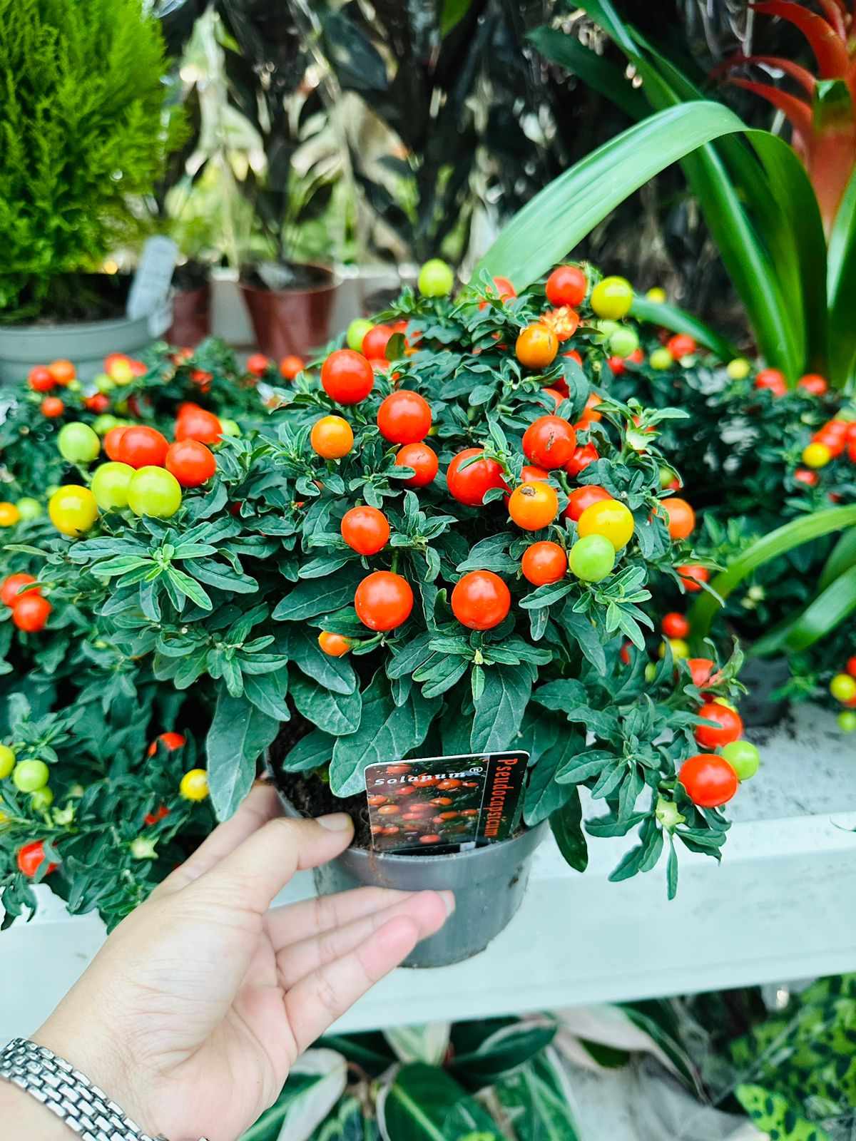 Jerusalem Cherry Tomato