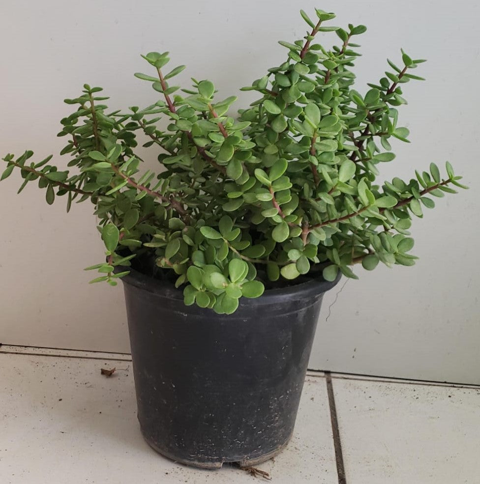 Outdoor Jade Plant (Crassula Ovata) with thick green leaves in a terracotta pot under natural sunlight.