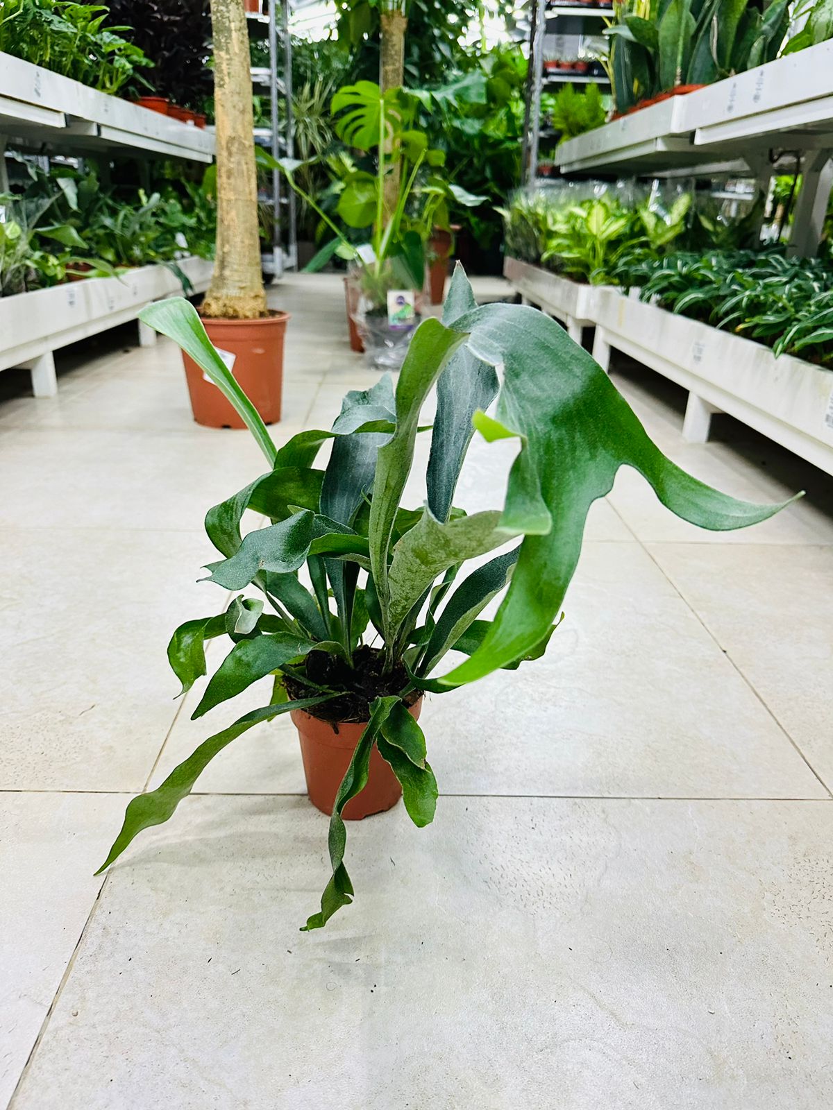 Staghorn - Elkhorn Fern