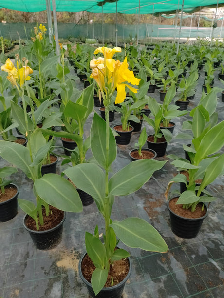 Canna Lily Yellow - Canna Indica
