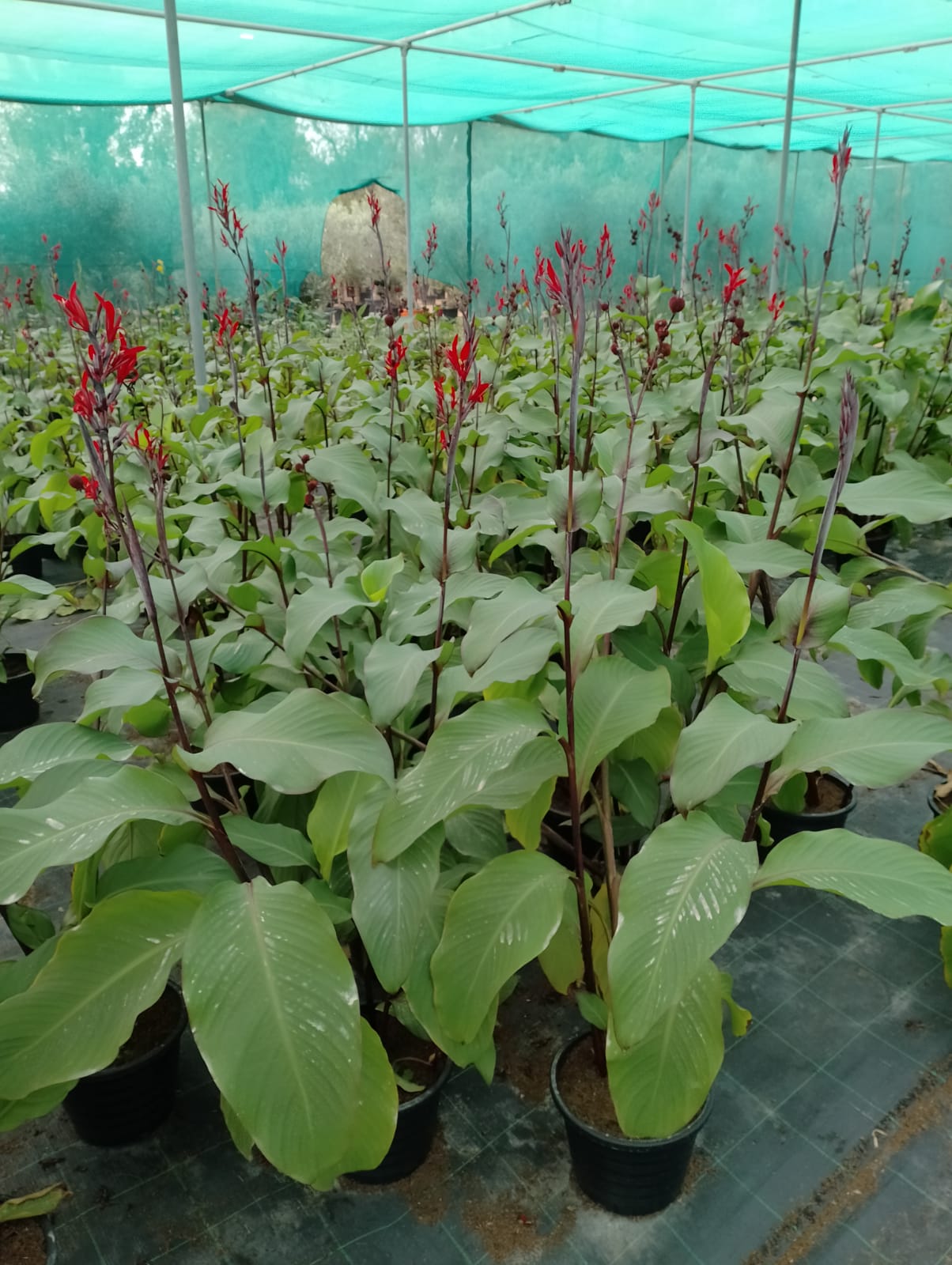 Canna lily Red - Canna Indica