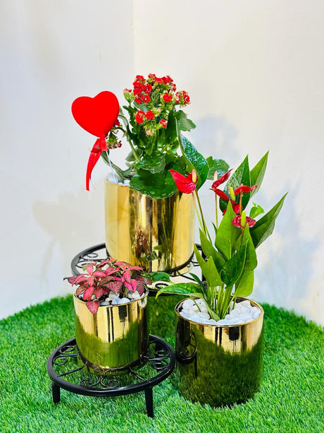 Set of 3 plants in a golden pot for Valentine’s Day gift