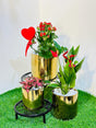 Set of 3 plants in a golden pot for Valentine’s Day gift