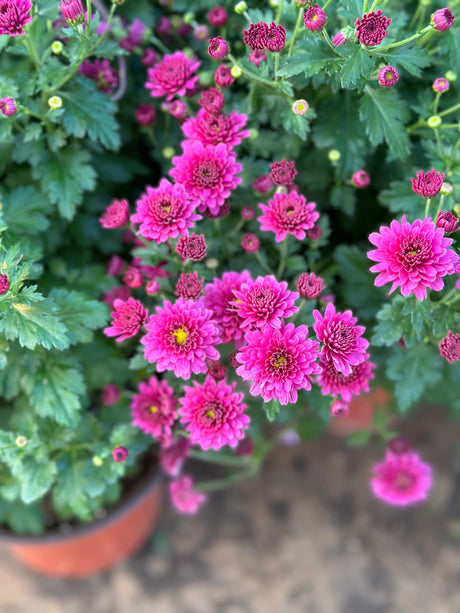 Chrysanthemum - Outdoor Flowering Plant