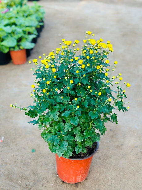 Chrysanthemum - Outdoor Flowering Plant