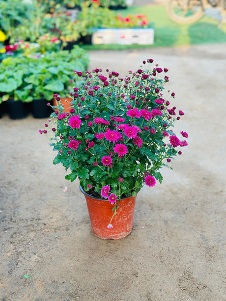 Chrysanthemum outdoor flowering plant in full bloom – bright garden flowers UAE