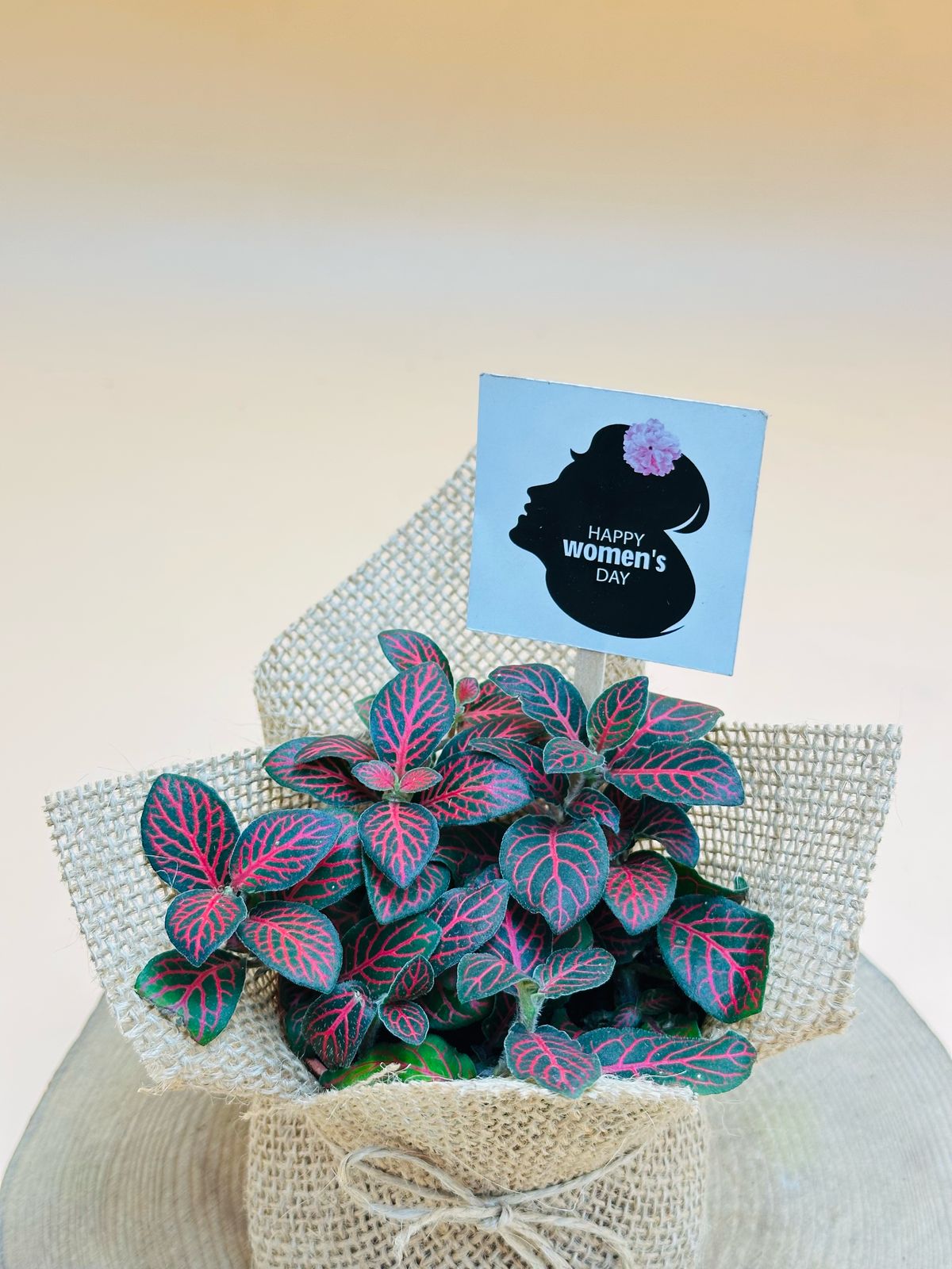 Women's Day & Mother's Day Gift - Fittoia With Jute Wrap