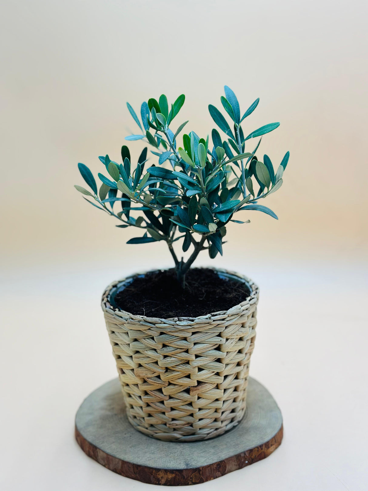 Olive Plant with silvery-green leaves in a rustic cane pot – perfect Mediterranean-inspired indoor plant for home and office décor from PlantsWorld.ae
