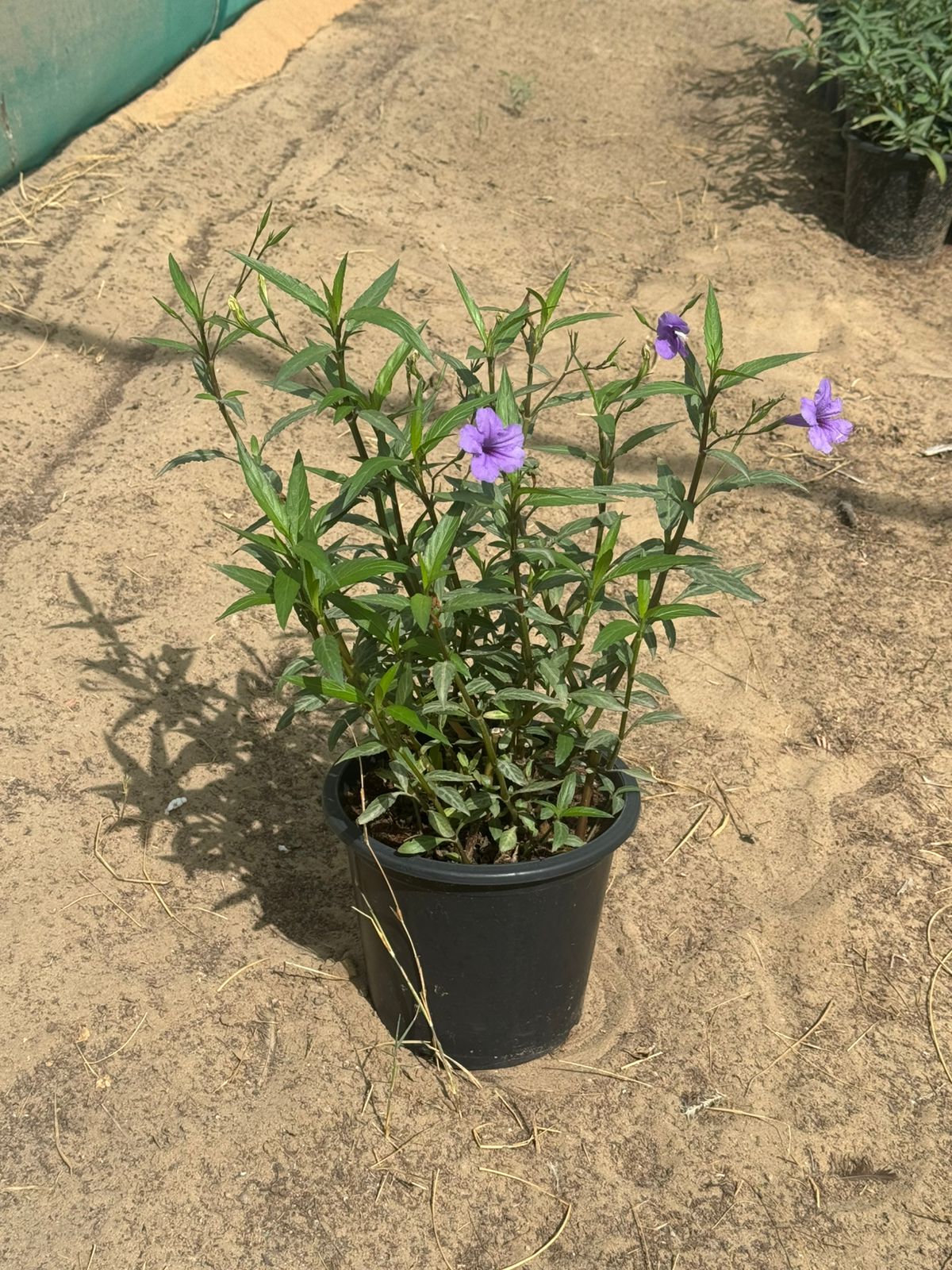 Ruellia simplex outdoor flowering plant with vibrant blue trumpet-shaped blooms
