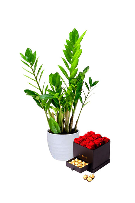 Zamioculcas Zamiifolia plant with chocolate box - Valentine's Day Gift at Plantsworld.ae