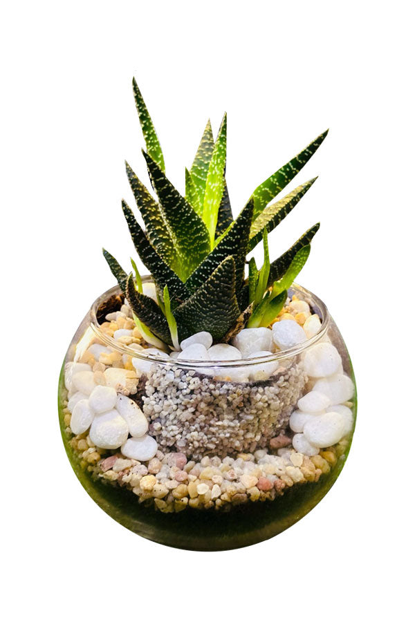 Zen Garden Bowls - Serene terrarium with succulents, moss, and decorative stones by Plantsworld.ae