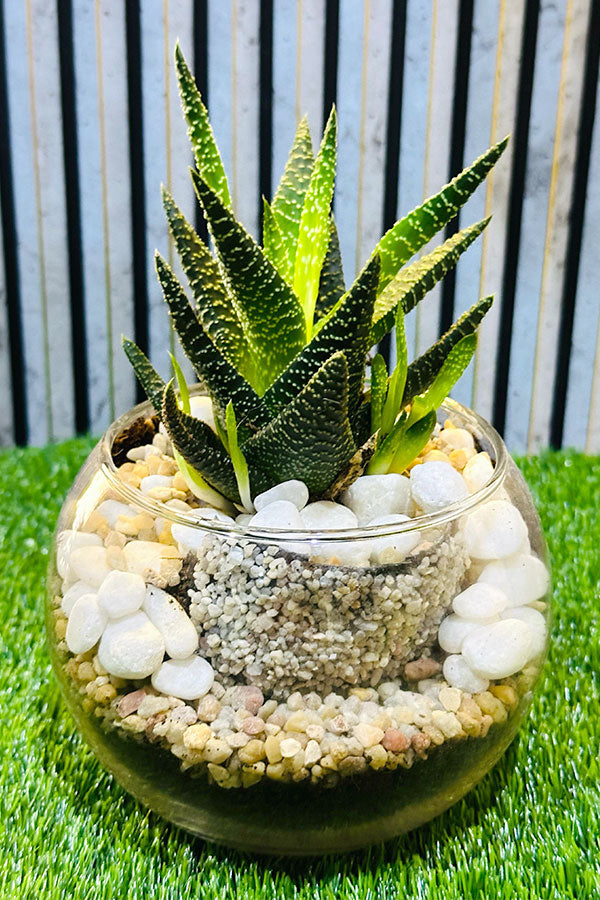 Zen Garden Bowls - Terrarium