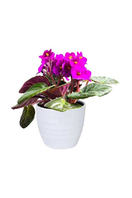 African Violet (Saintpaulia) in full bloom with bright purple flowers and fuzzy green leaves in a decorative ceramic pot