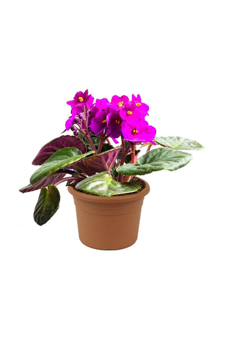 Africanviolet in Plastic Pot