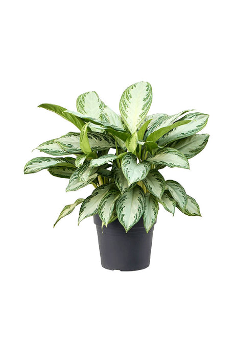 Aglaonema Silver Bay – Elegant Air-Purifying Indoor Plant